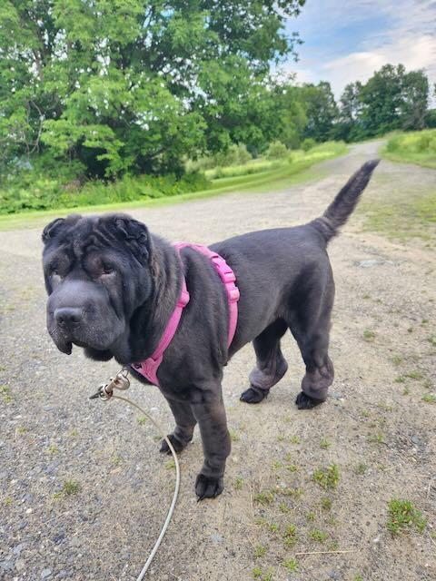 Bell Bottom Nash, a ADOPTABLE Shar-Pei in Nashua, NH image 3/6