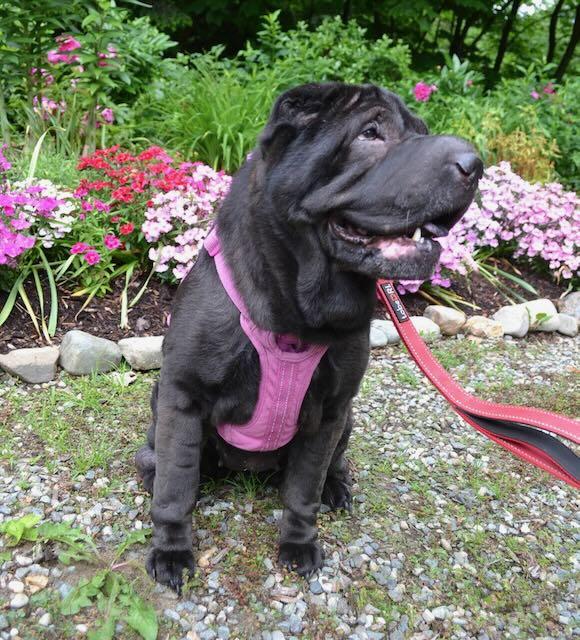 Bell Bottom Nash, ADOPTABLE, Senior Female Shar-Pei.