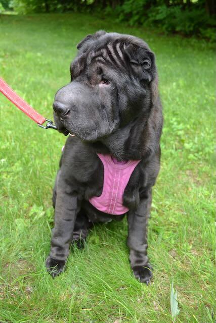 Bell Bottom Nash, a ADOPTABLE Shar-Pei in Nashua, NH image 2/6