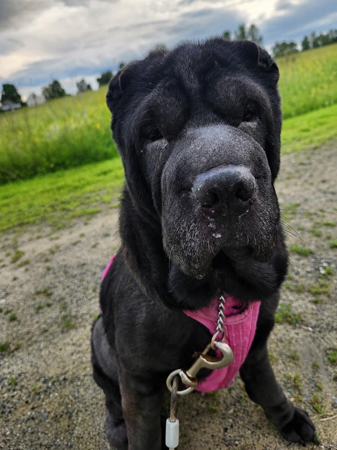Bell Bottom Nash, a ADOPTABLE Shar-Pei in Nashua, NH image 4/6