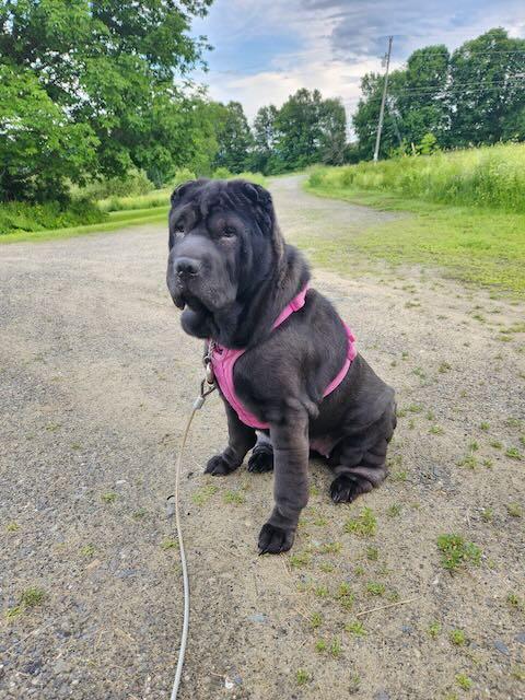 Bell Bottom Nash, a ADOPTABLE Shar-Pei in Nashua, NH image 5/6