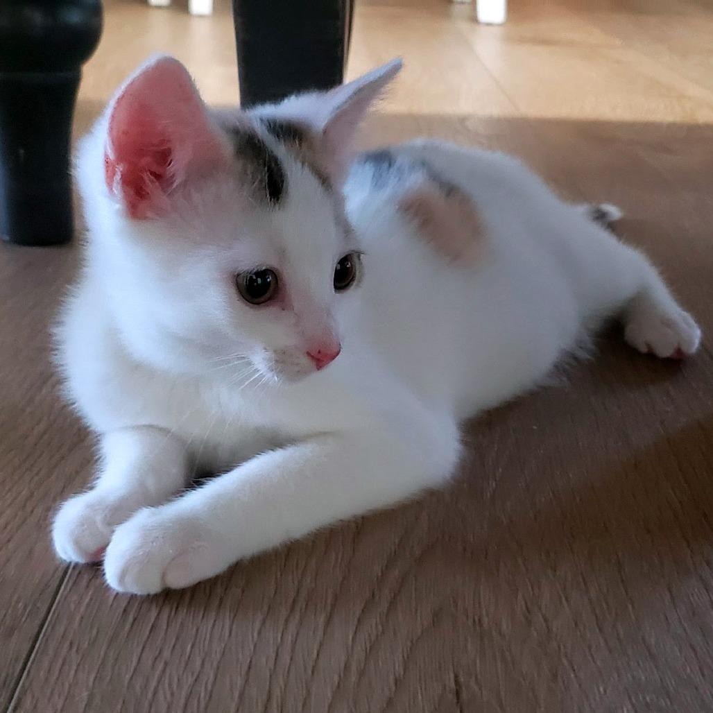 Artemis, Adoptable, Kitten Female Domestic Long Hair.