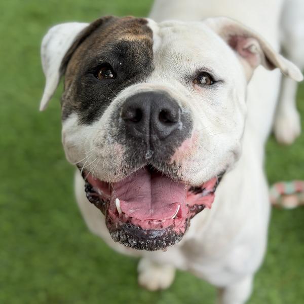 Enlarge LUNA, a Adoptable mixed breed in Tallahassee, FL image 1/1