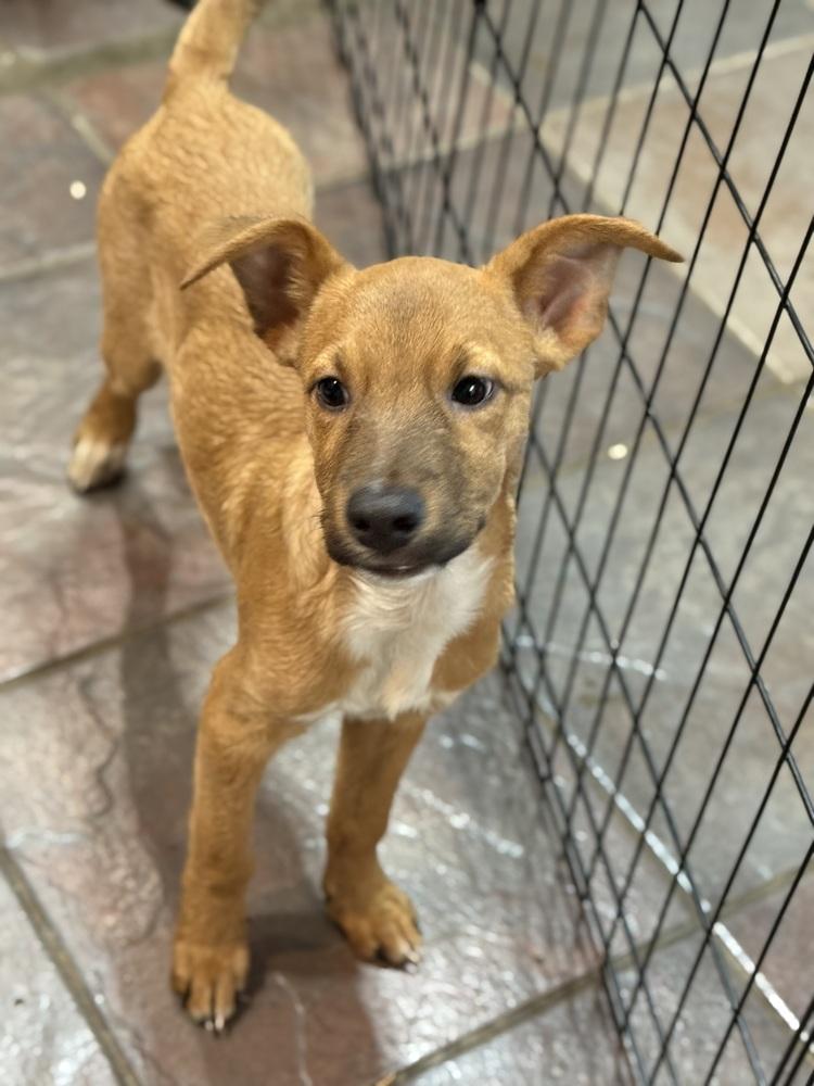 Curl, a Adoptable Parson Russell Terrier in TUCSON, AZ image 1/4
