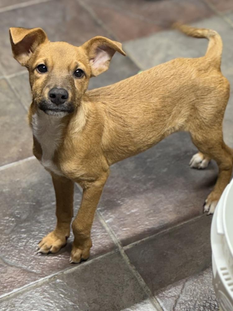 Curl, a Adoptable Parson Russell Terrier in TUCSON, AZ image 2/4