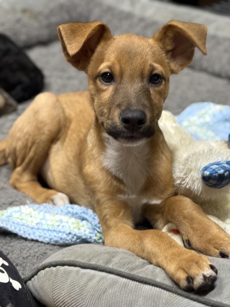 Curl, a Adoptable Parson Russell Terrier in TUCSON, AZ image 3/4