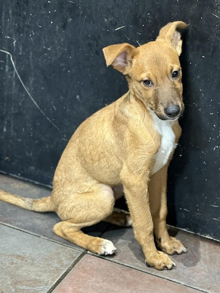 Curl, a Adoptable Parson Russell Terrier in TUCSON, AZ image 4/4