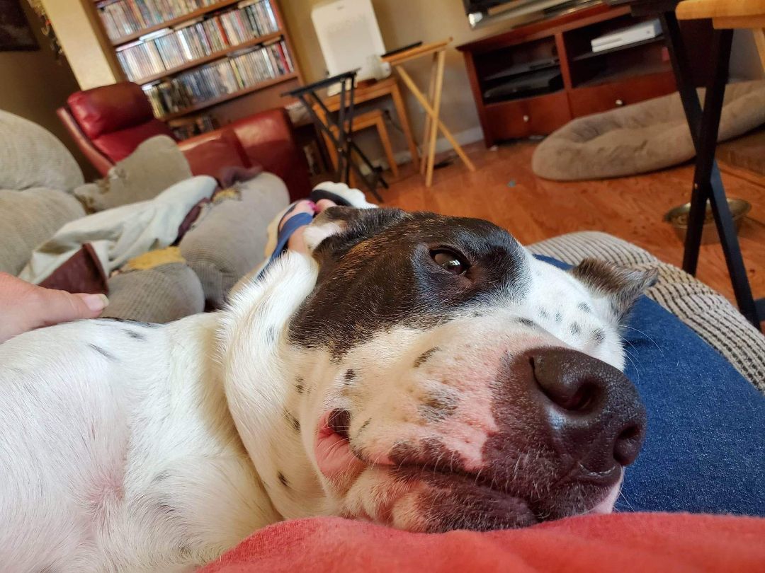 Harper, a Adoptable mixed breed in Tracy, CA image 1/5