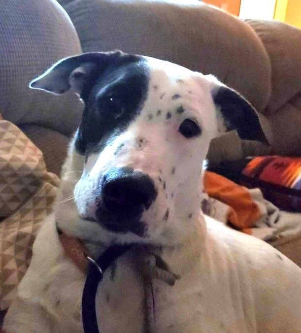 Harper, a Adoptable mixed breed in Tracy, CA image 3/5