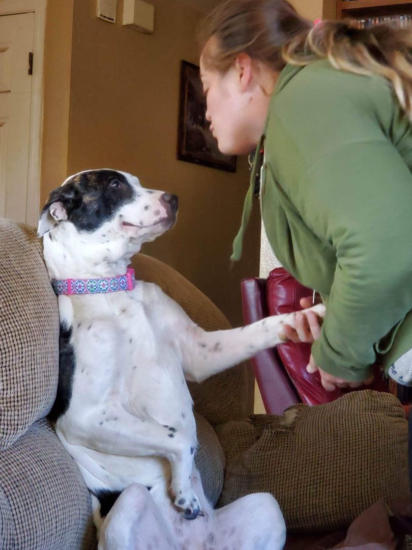 Harper, a Adoptable mixed breed in Tracy, CA image 4/5