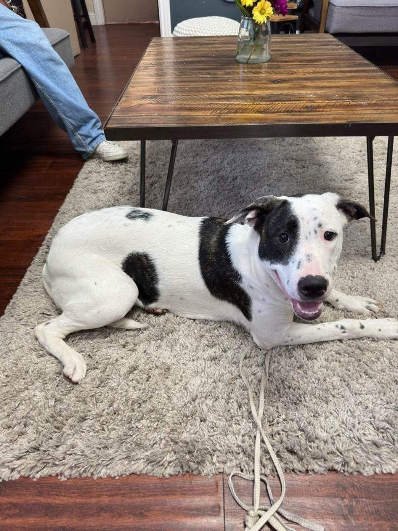 Harper, a Adoptable mixed breed in Tracy, CA image 5/5