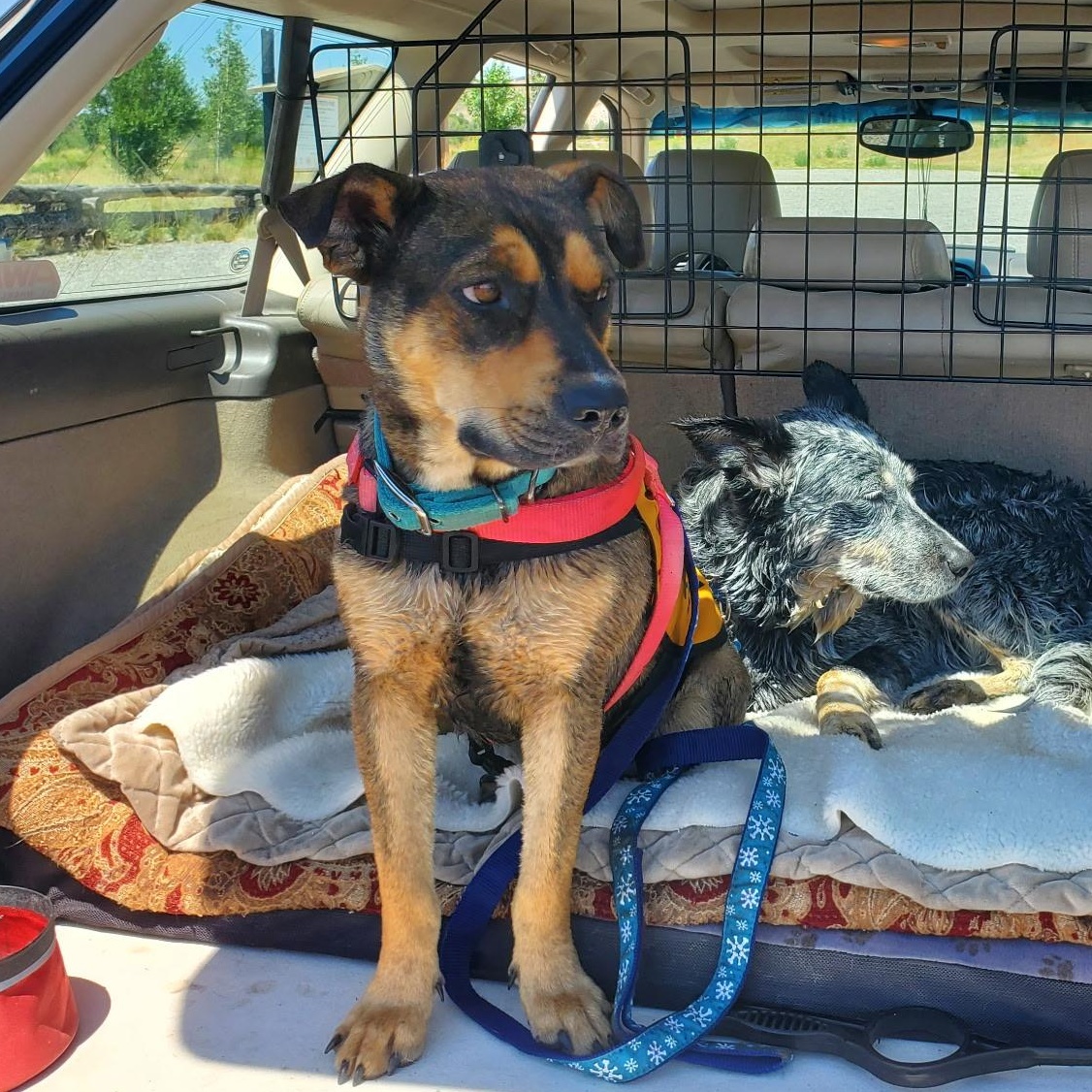 Juju, a Adoptable mixed breed in Dubois, WY image 3/5