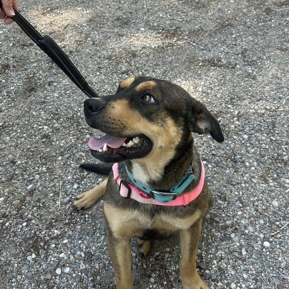 Juju, a Adoptable mixed breed in Dubois, WY image 2/5