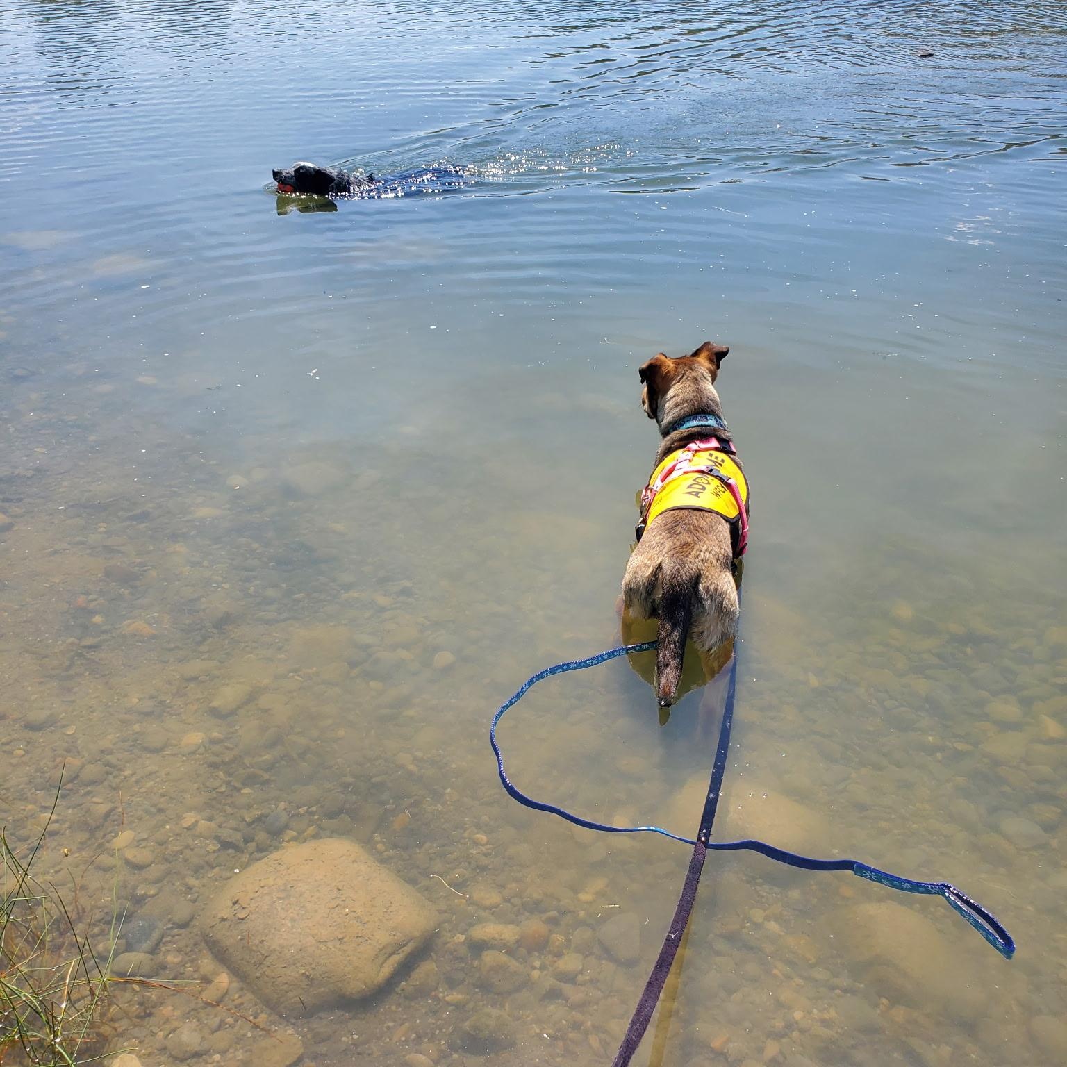 Juju, a Adoptable mixed breed in Dubois, WY image 4/5