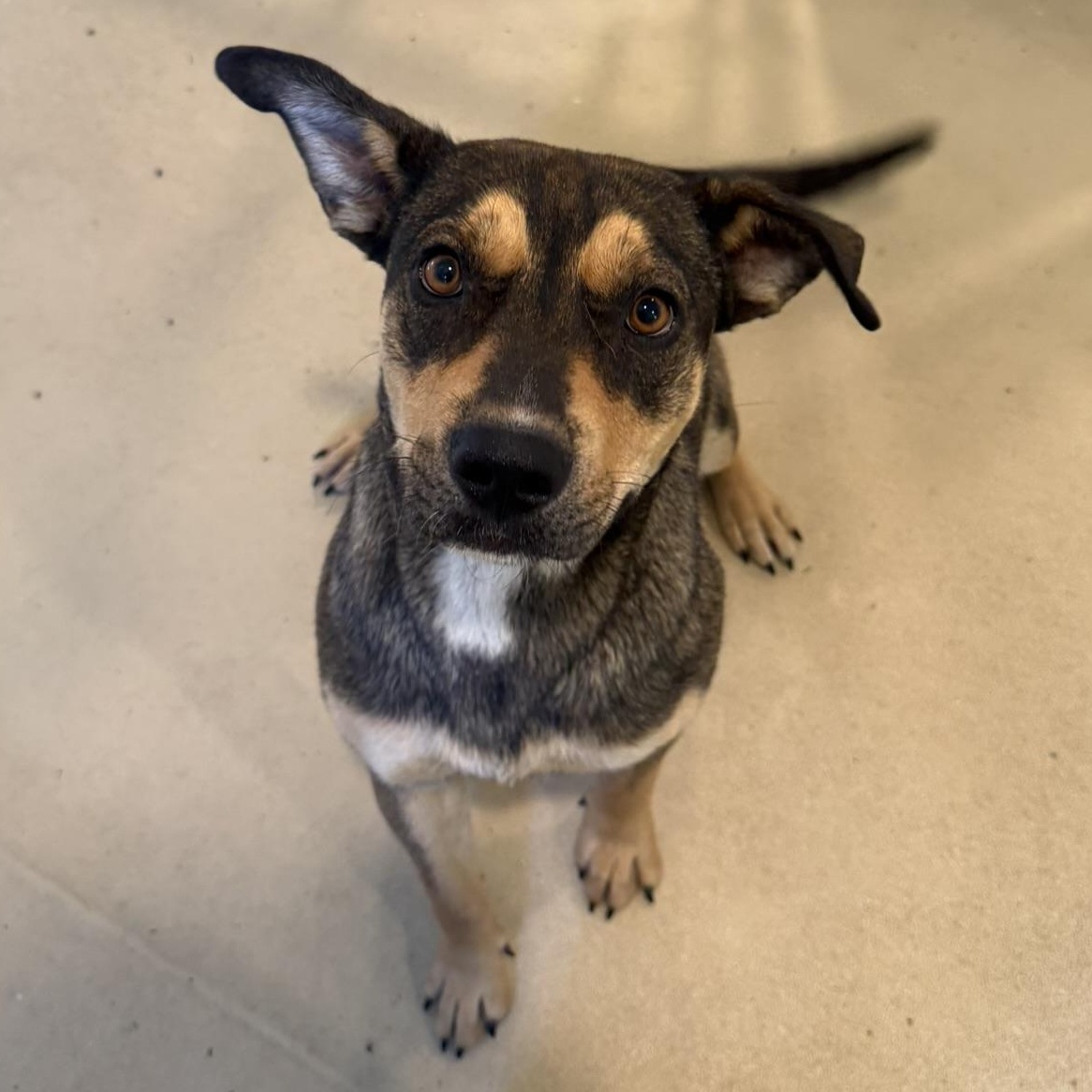 Juju, Adoptable, Young Female German Shepherd Dog & Australian Cattle Dog / Blue Heeler.