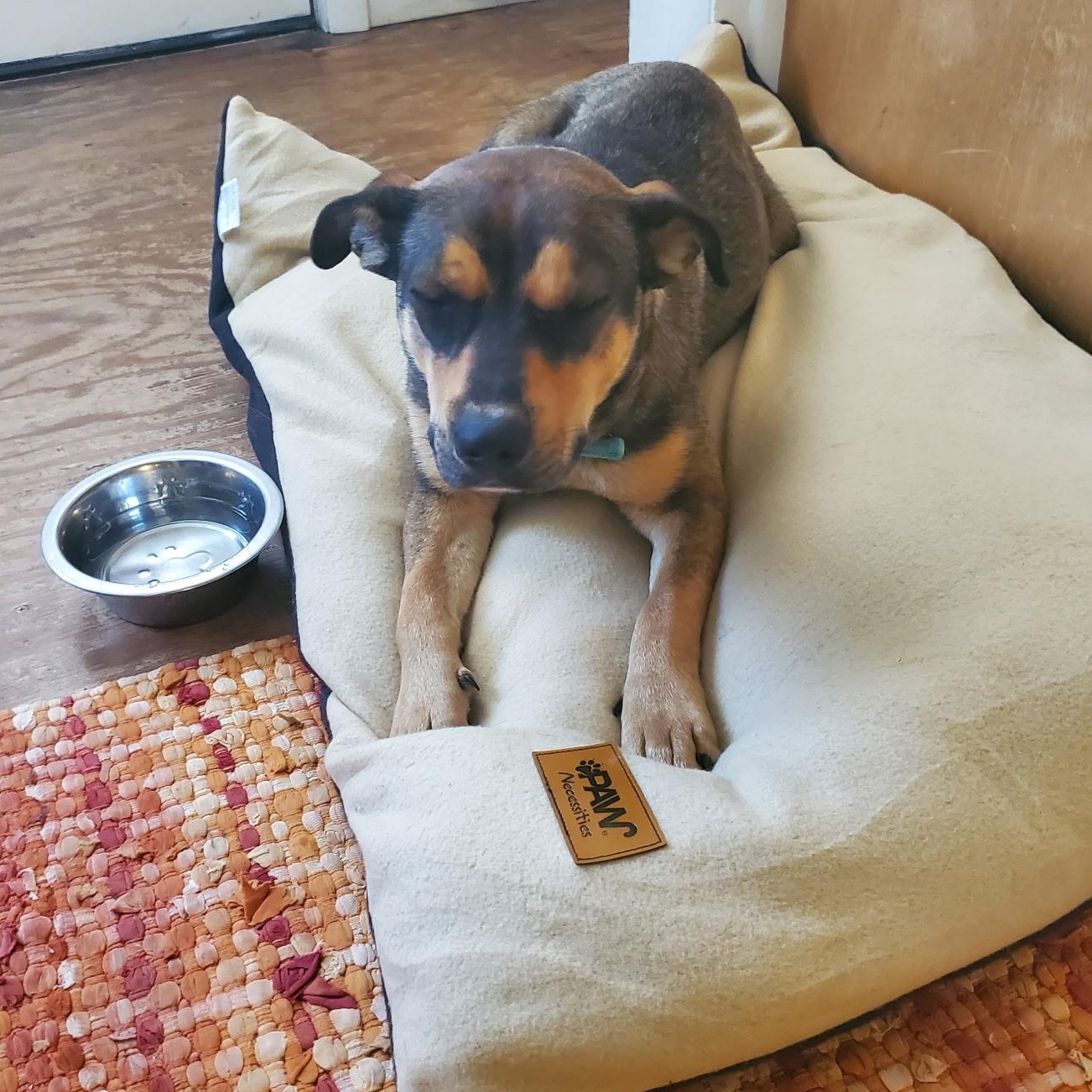 Juju, a Adoptable mixed breed in Dubois, WY image 5/5