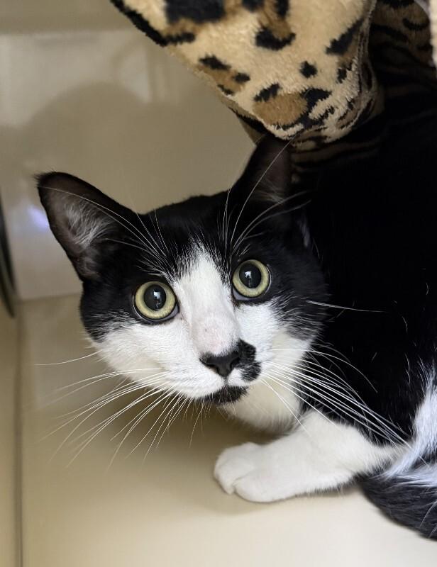 Link, Adoptable, Adult Male Domestic Short Hair.