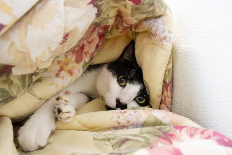 Enlarge Link, a Adoptable Domestic Short Hair in Arlington, WA image 2/5