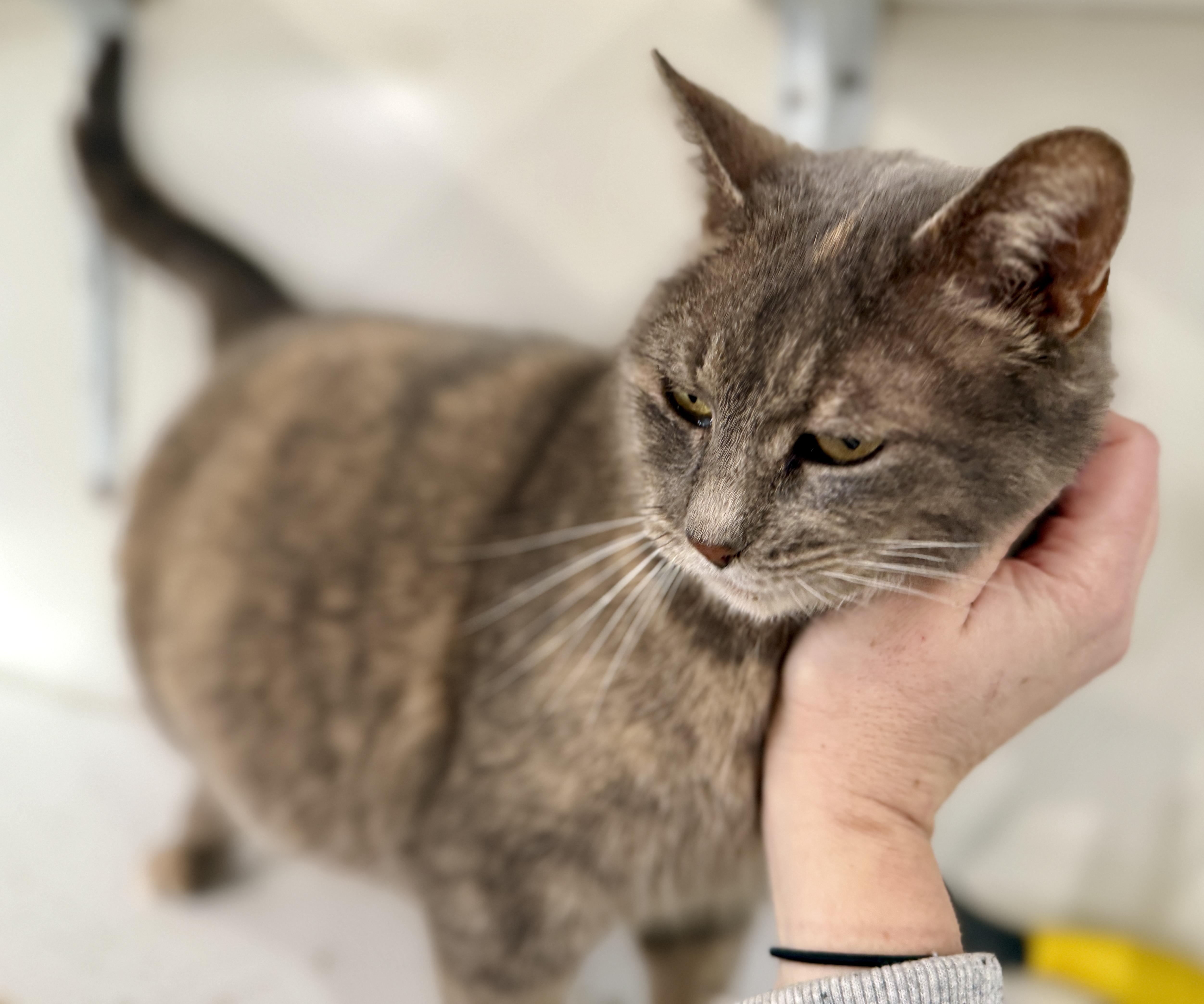Markie, Adoptable, Young Female Dilute Calico.