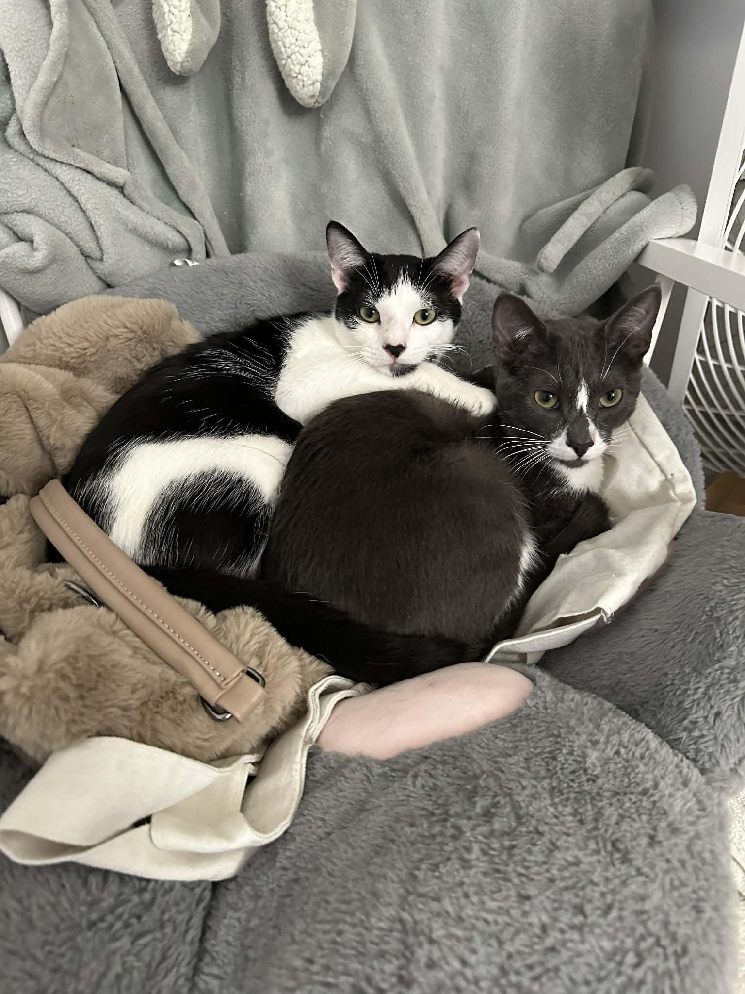 Enlarge Tuna & Mackerel (Bonded Brothers), an adopted Domestic Short Hair in Orange, CA image 3/6