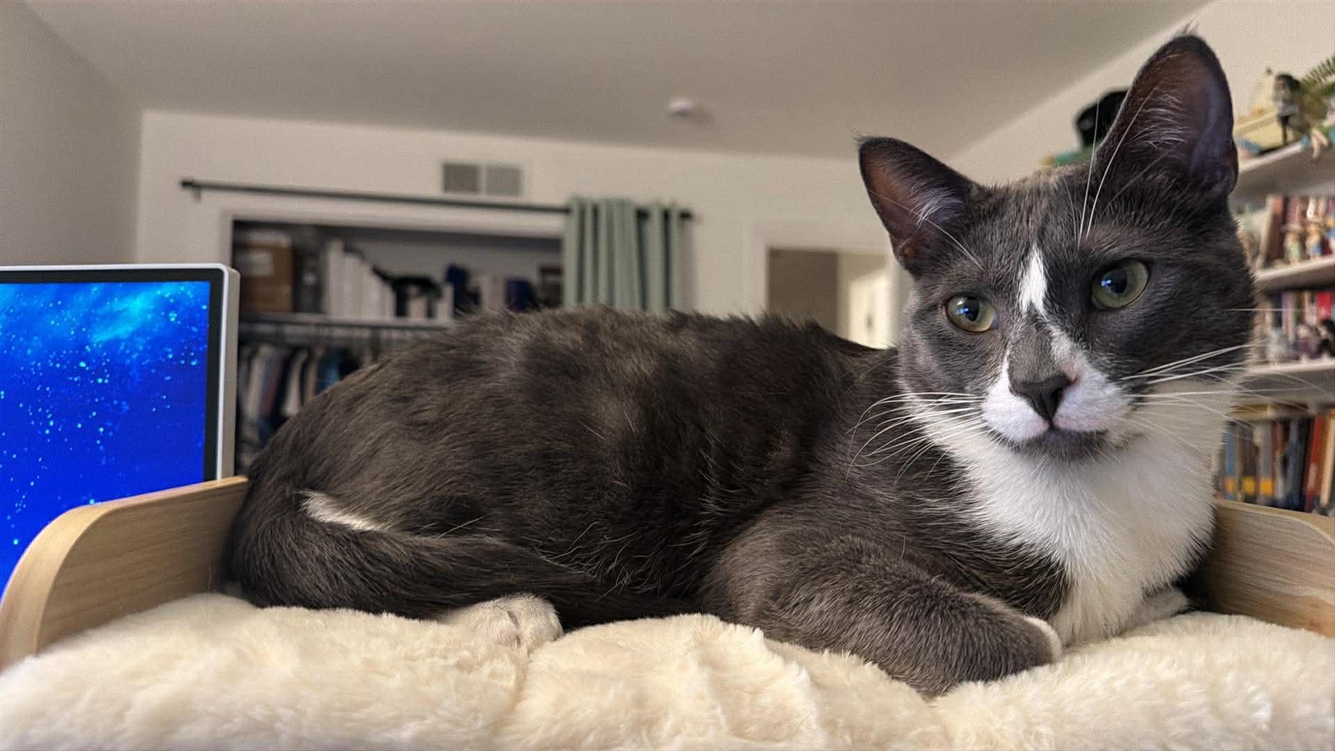 Enlarge Tuna & Mackerel (Bonded Brothers), an adopted Domestic Short Hair in Orange, CA image 4/6