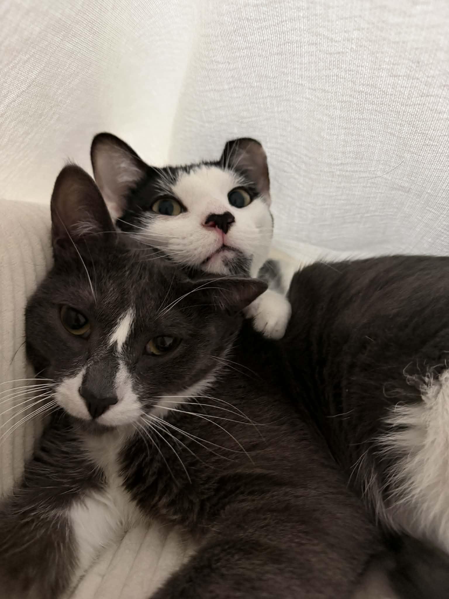 Enlarge Tuna & Mackerel (Bonded Brothers), an adopted Domestic Short Hair in Orange, CA image 2/6