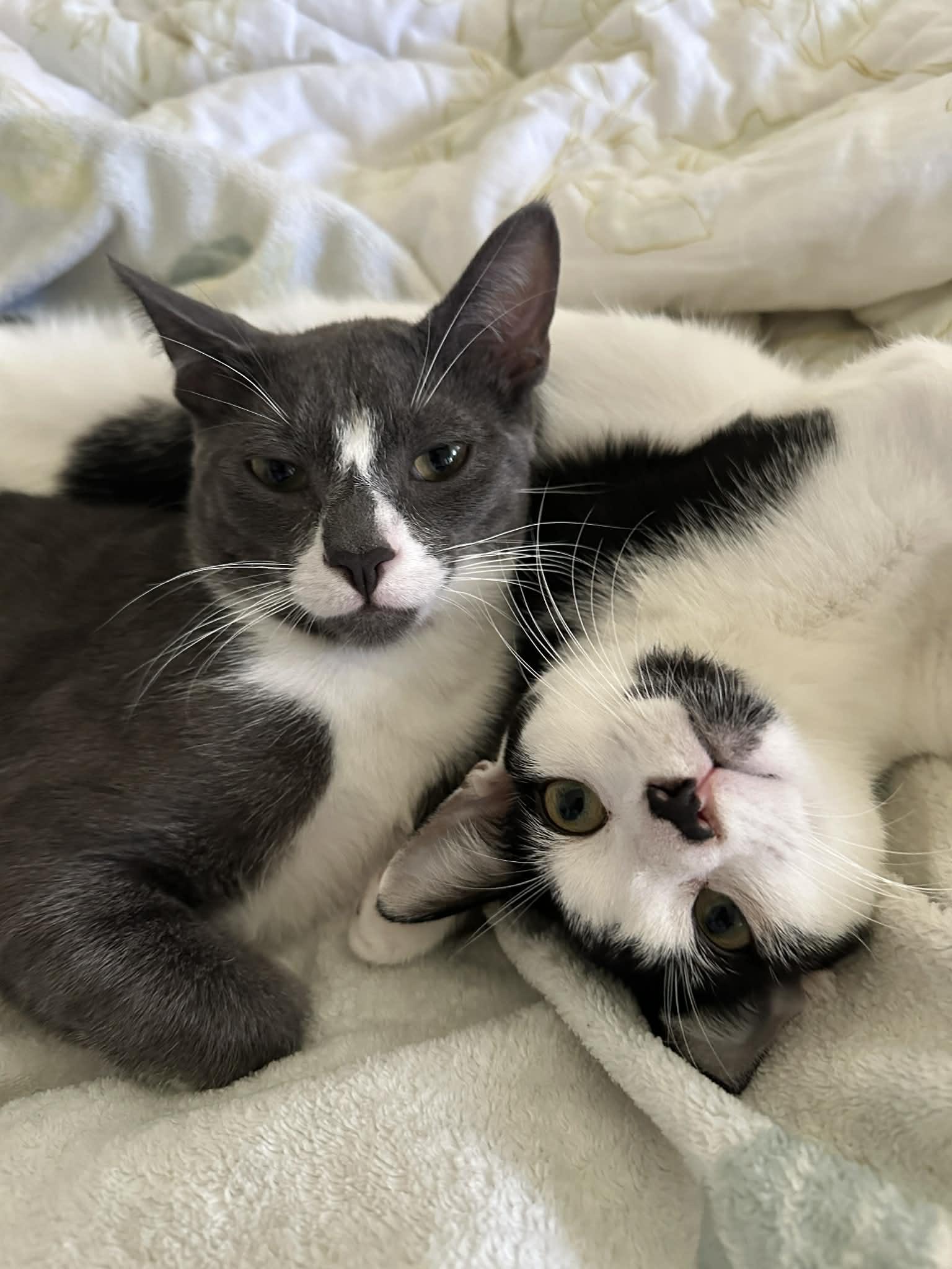 Tuna & Mackerel (Bonded Brothers), adopted, Kitten Male Domestic Short Hair.
