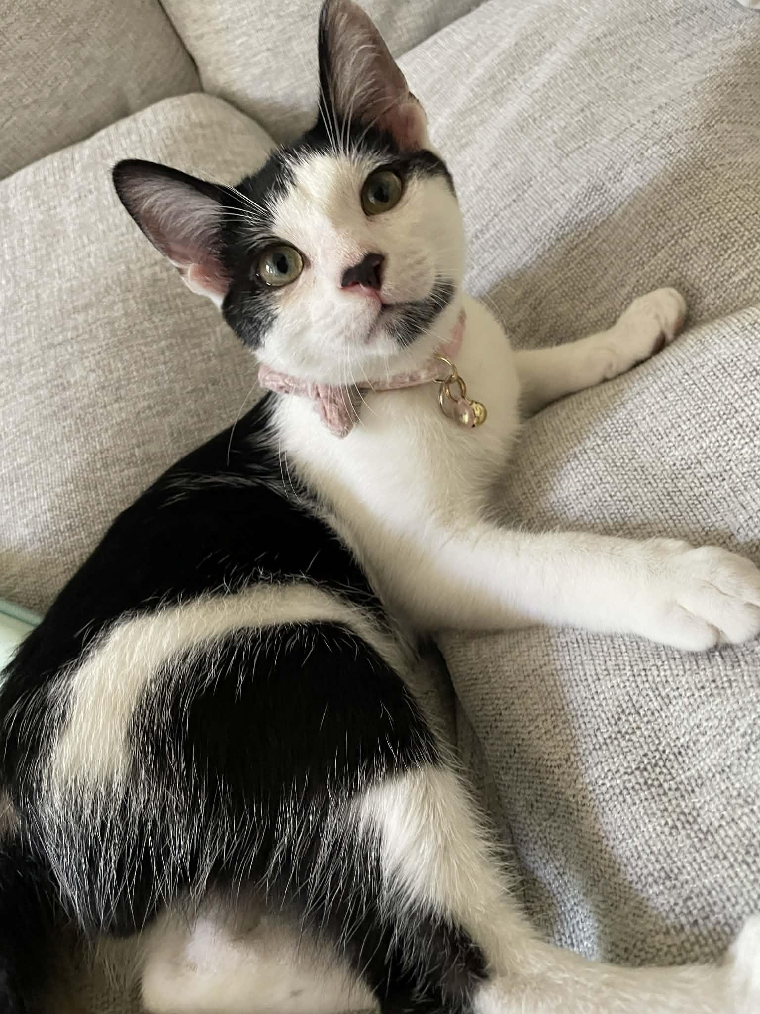 Enlarge Tuna & Mackerel (Bonded Brothers), an adopted Domestic Short Hair in Orange, CA image 5/6