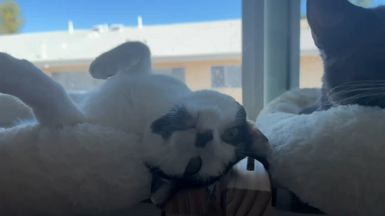 Enlarge Tuna & Mackerel (Bonded Brothers), an adopted Domestic Short Hair in Orange, CA video 6/6