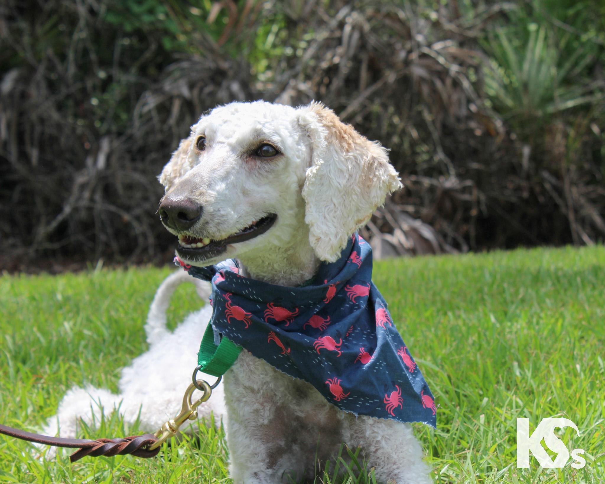 Autumn, adopted, Young Female Standard Poodle & Goldendoodle.