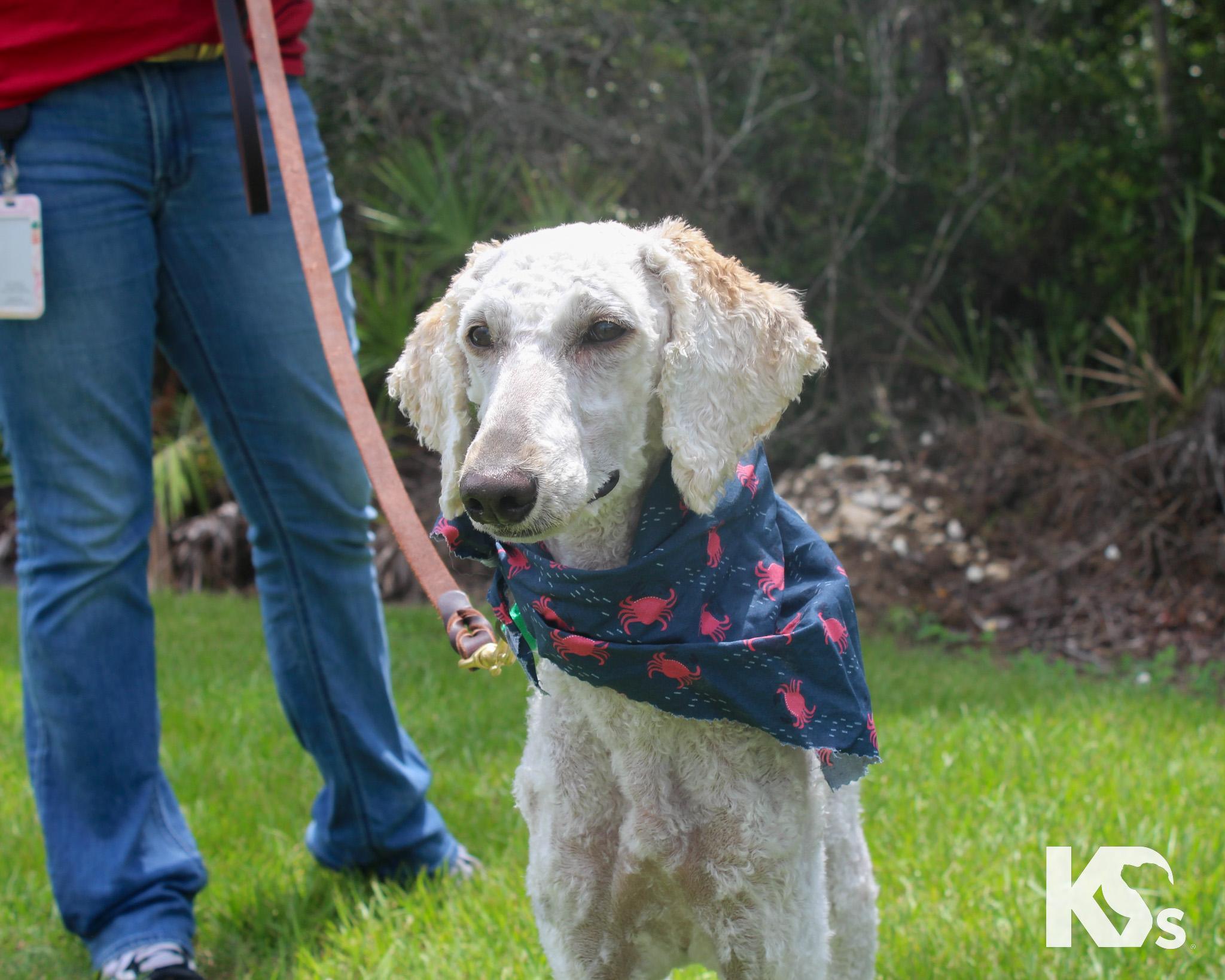 Autumn, an adopted mixed breed in Ponte Vedra, FL image 3/5