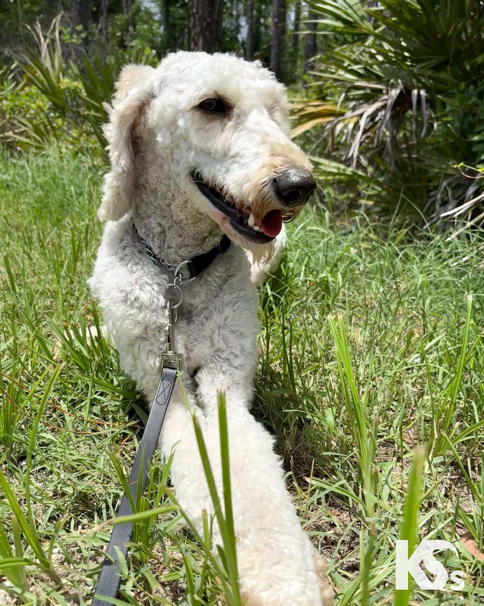 Autumn, an adopted mixed breed in Ponte Vedra, FL image 5/5