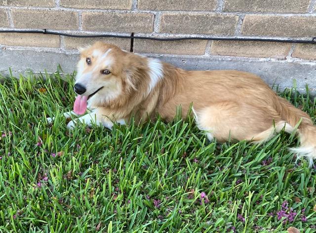 Enlarge Reveille, a Adopted mixed breed in Houston, TX image 2/5