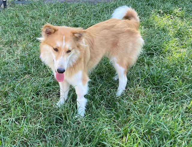 Reveille, Adopted, Young Female Collie & Corgi.