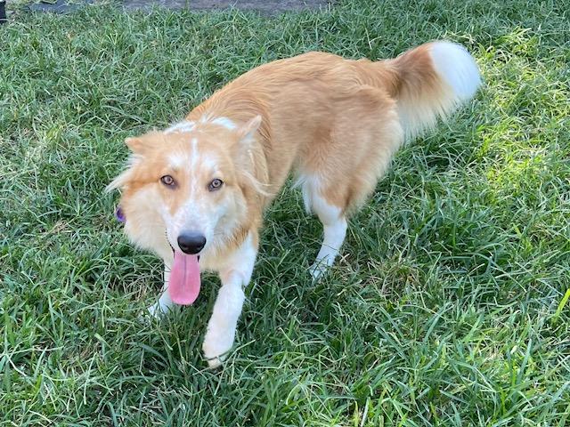 Enlarge Reveille, a Adopted mixed breed in Houston, TX image 3/5