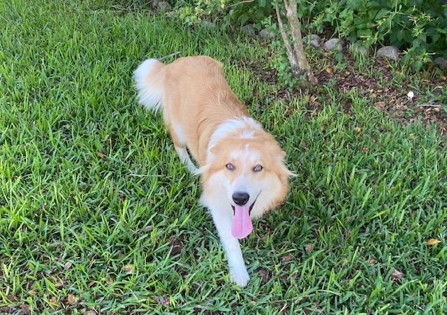 Enlarge Reveille, a Adopted mixed breed in Houston, TX image 4/5