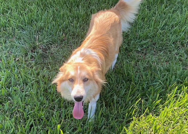 Enlarge Reveille, a Adopted mixed breed in Houston, TX image 5/5
