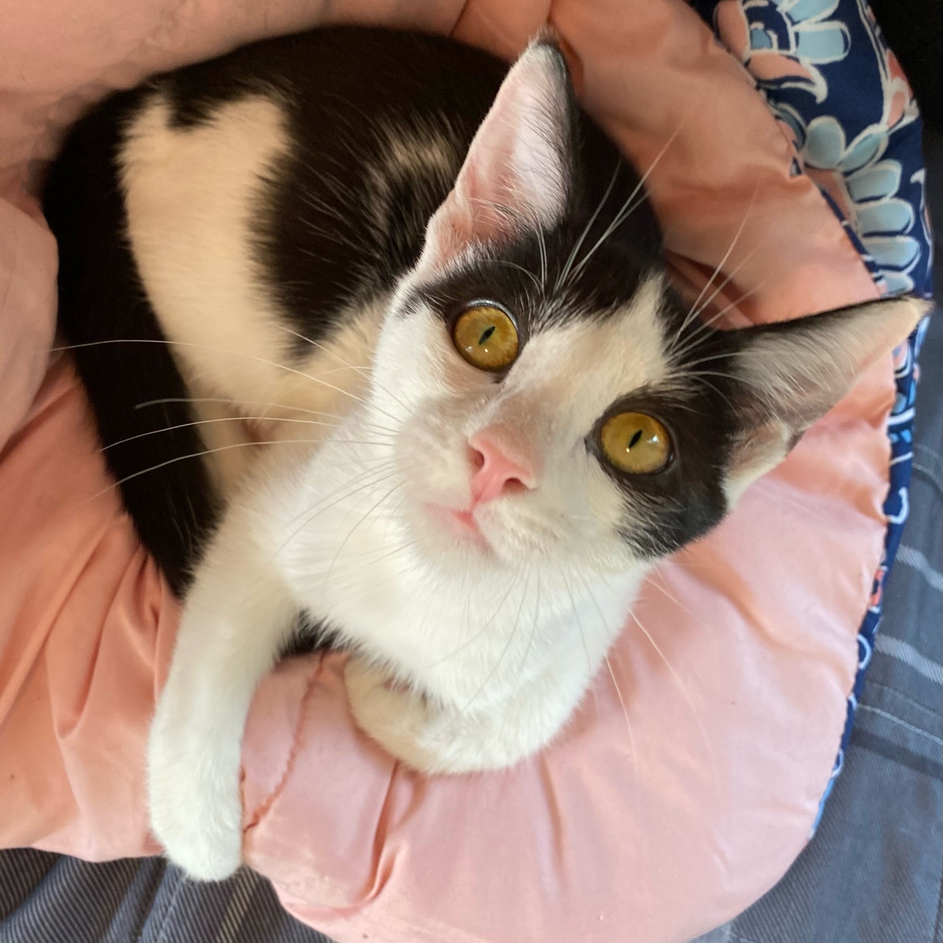 Cat for adoption Robin, a Domestic Short Hair in East Amherst, NY