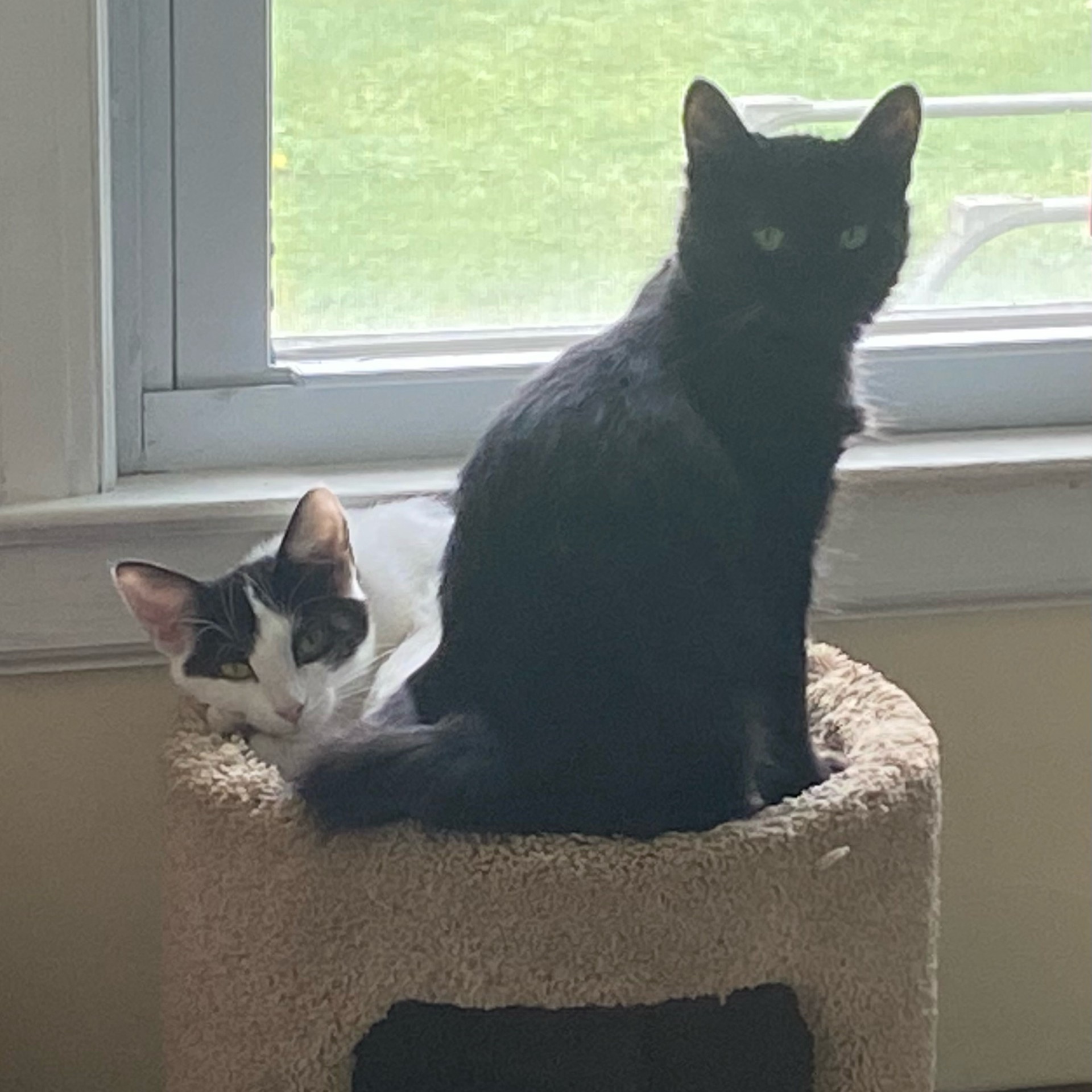 Cat for adoption Robin, a Domestic Short Hair in East Amherst, NY