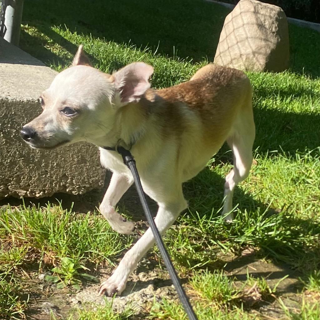 Pepita, Adoptable, Puppy Female Chihuahua & Mixed Breed.