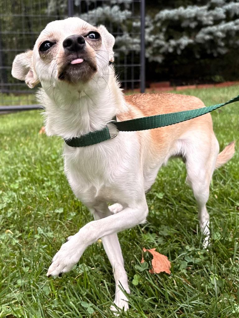Pepita, a Adoptable mixed breed in Fall River, MA image 2/6