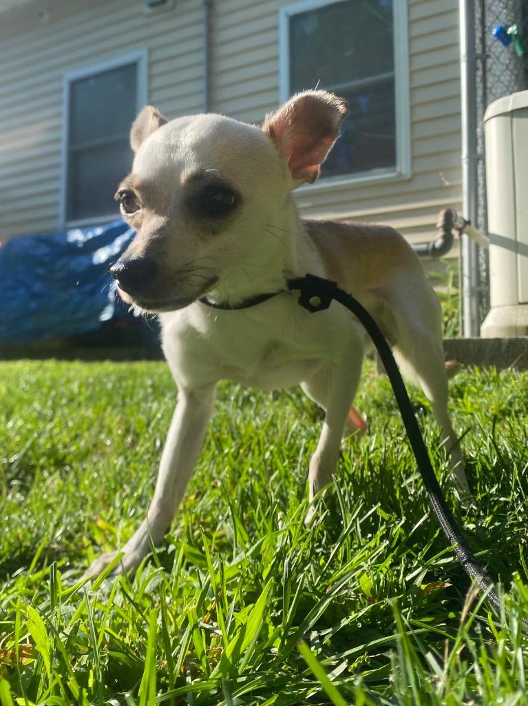 Pepita, a Adoptable mixed breed in Fall River, MA image 4/6
