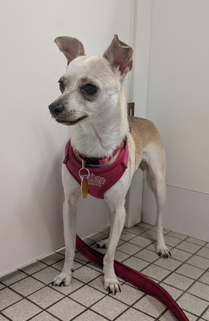 Pepita, a Adoptable mixed breed in Fall River, MA image 5/6