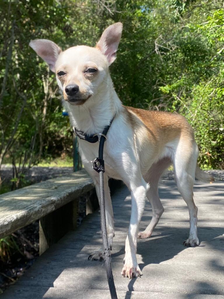 Pepita, a Adoptable mixed breed in Fall River, MA image 6/6