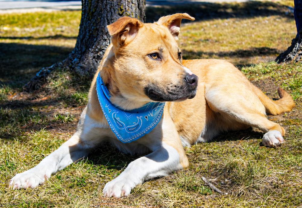 Rexx, Adoptable, Adult Male Husky & American Staffordshire Terrier.