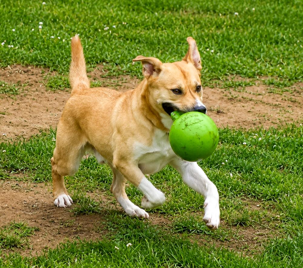 Rexx, a Adoptable mixed breed in Cheboygan, MI image 5/6