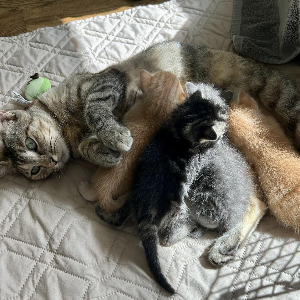 Enlarge Rosie, a Adoptable mixed breed in Magnolia, TX image 5/5