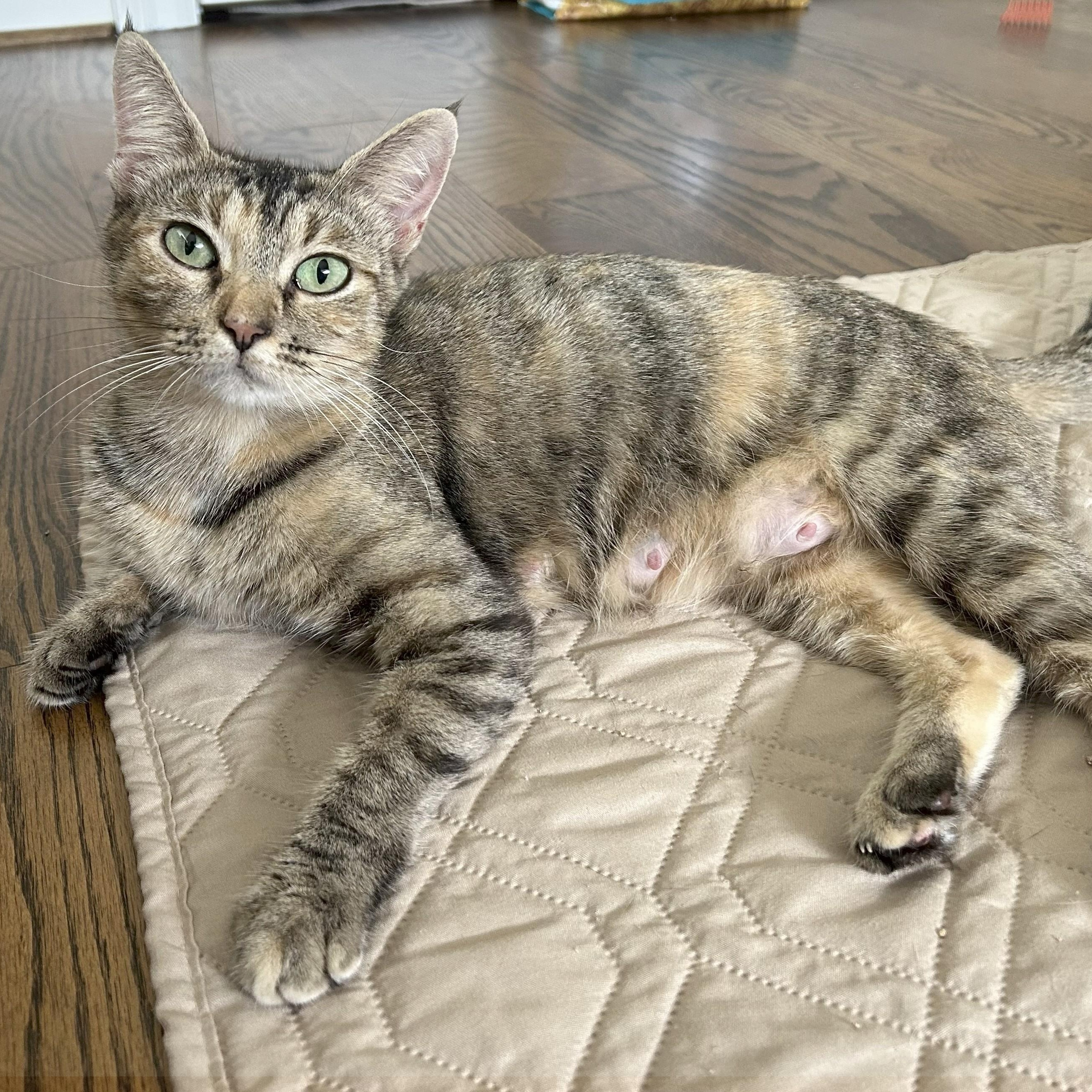 Rosie, Adoptable, Adult Female Torbie & Dilute Tortoiseshell.