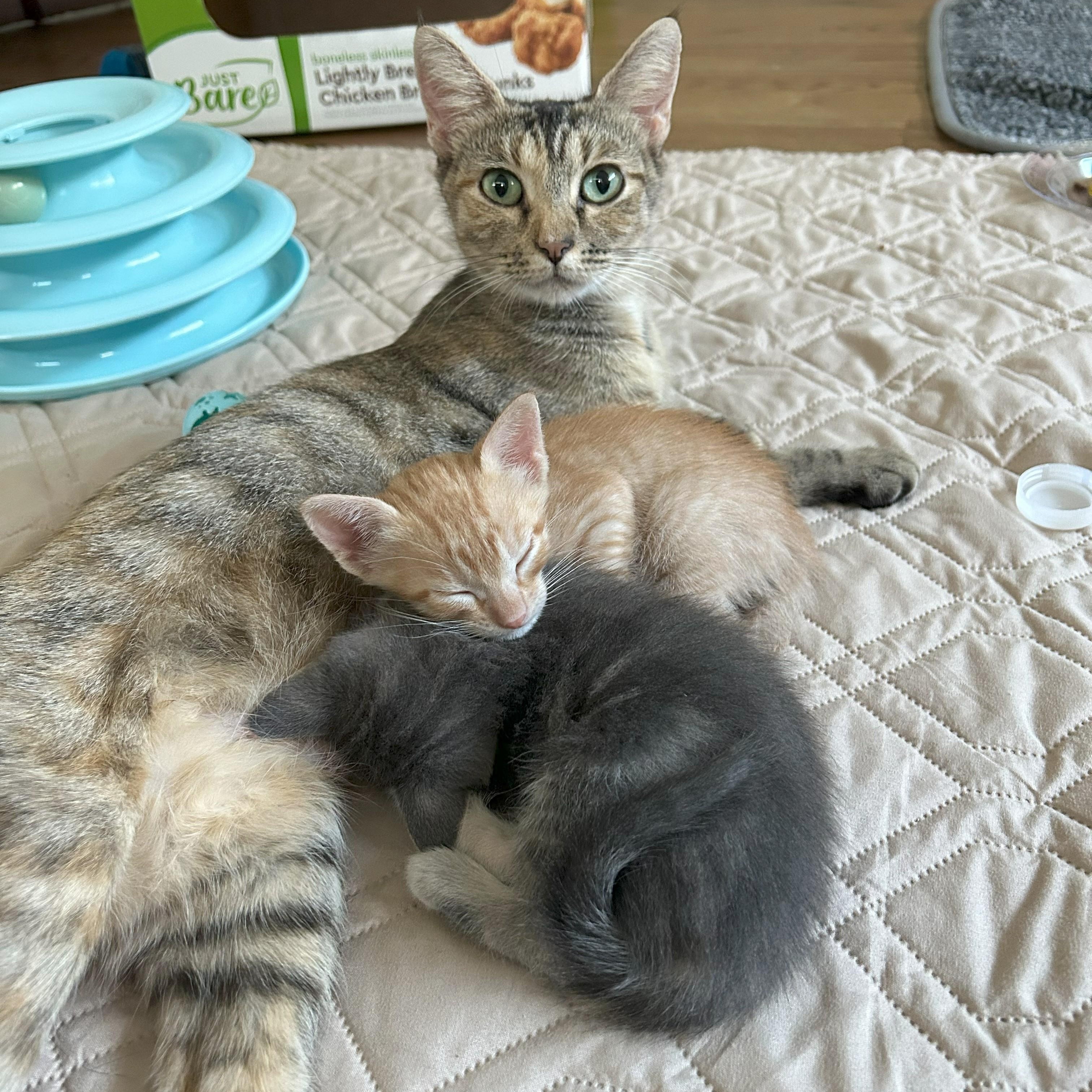 Enlarge Rosie, a Adoptable mixed breed in Magnolia, TX image 4/5