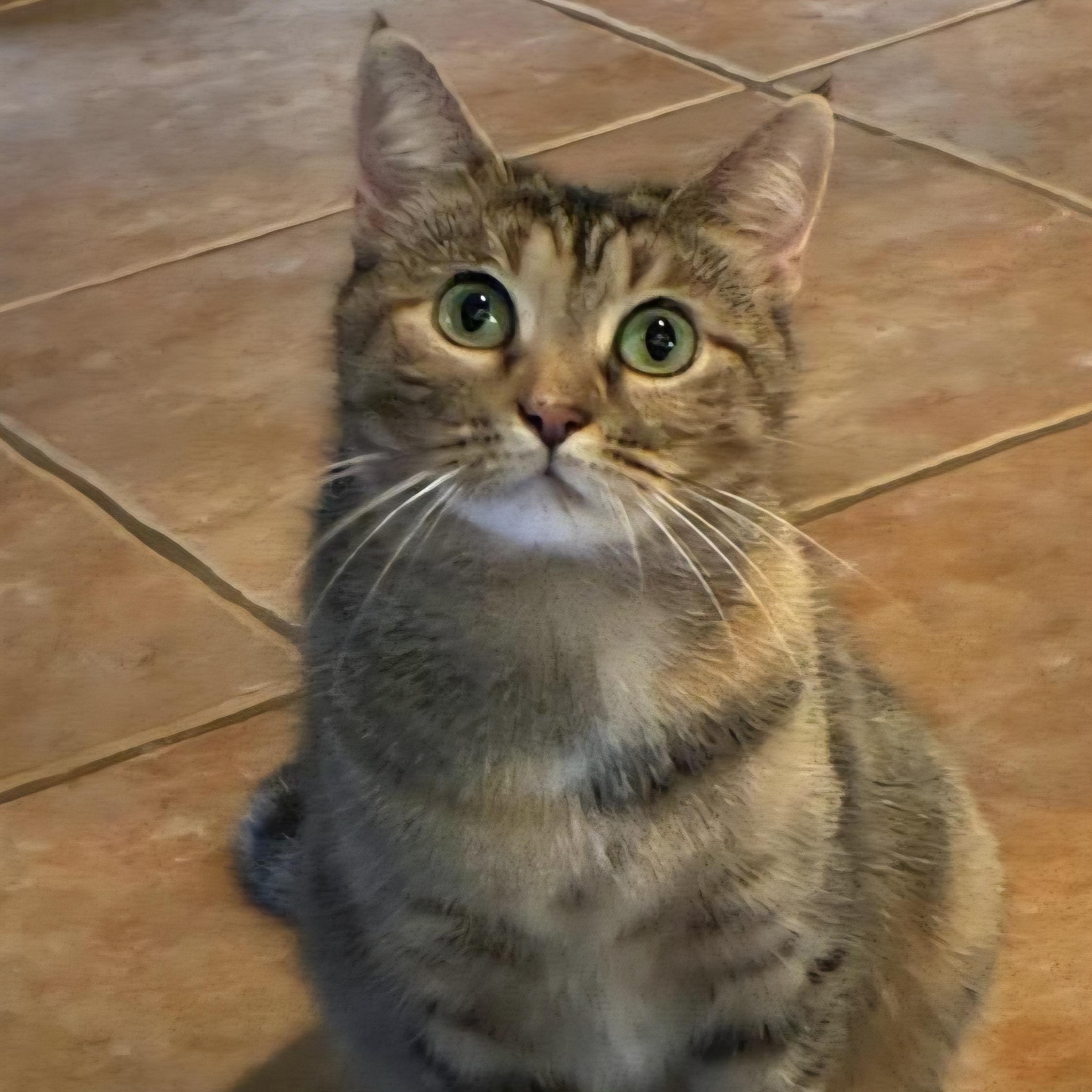 Rosie, Adoptable, Adult Female Torbie & Dilute Tortoiseshell.